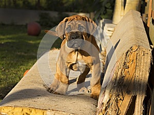 South african Boerboel puppy