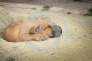 South African Boerboel Puppy