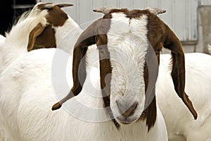 South African Bore Goat