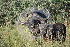 South African buffalo with her calf