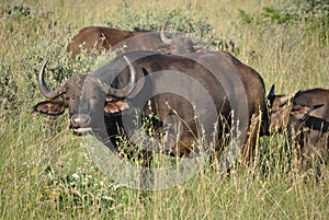 South African Buffalos at a nature reserve