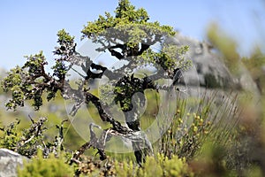 South African bush on top of Table Mountain