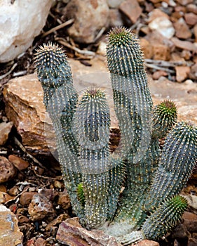 South African Cactus