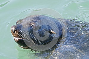 South African (Cape) Fur Seal #1