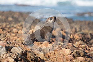 South African Cape Fur Seal Pup