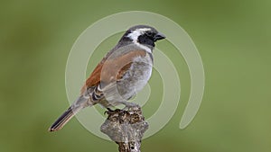 The South African Cape sparrow, or mossie, is a bird of the sparrow family found in southern Africa. photo