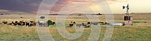 South African cattle farm panorama