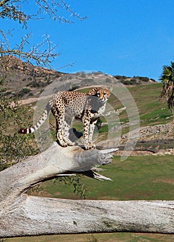 South African Cheetah