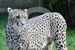 South African cheetah looking away in a grassland