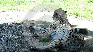 South African Cheetah relaxing in the Savannah