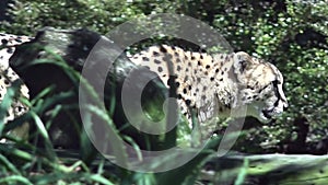 South African cheetah walking in the Savannah