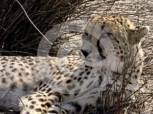 South African Cheetah in the Wild