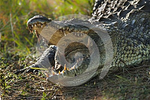 South African crocodile photo