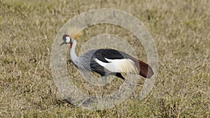 South African Crowned Crane wildlife Ngorongoro crater national park Africa Tanzania