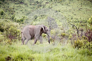 South African Elephant bull