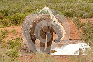 South African elephant bull spraying water