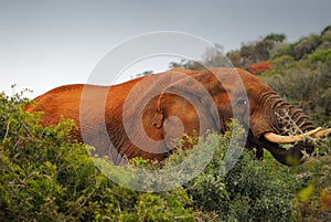 South African elephant in natural conditions