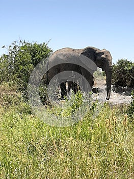 South african elephant in zululand