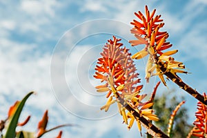 South African Flora Exhibit Flower in Kings Park, Perth, WA, Australia