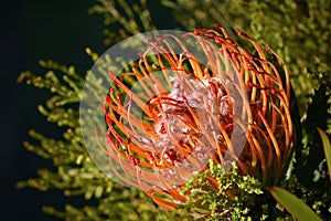 A South African flower - protea