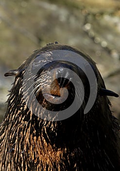 South African Fur Seal (Arctocephalus pusillus)