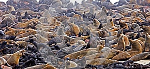 South African Fur Seal, arctocephalus pusillus, Females with Youngs, Colony at Cape Cross in Namibia