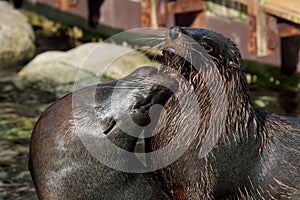 South African Fur Seal (Arctocephalus pusillus)