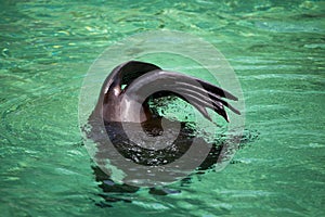 South African Fur Seal, Arctocephalus pusillus
