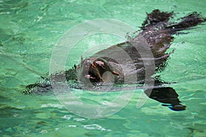 South African Fur Seal, Arctocephalus pusillus