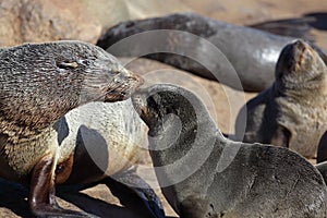 South African fur seal mother greeting pup