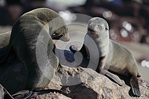 South African fur seal pup and adult