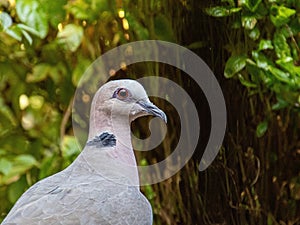 South African garden birds - red-eyed dove