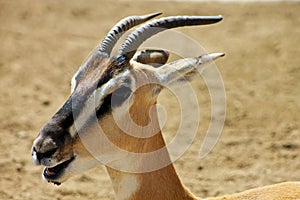 South African gazelle