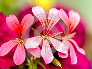 South African Geranium