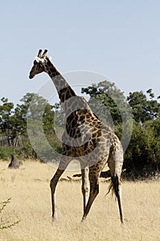 The South African Giraffe