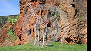 South African Giraffe