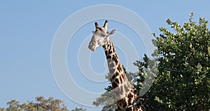 South African giraffe, Africa wildlife safari