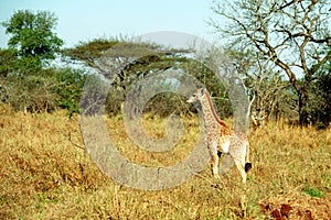 South African giraffe baby, Mkhaya Game Reserve, Swaziland