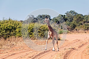 South African giraffe calf Chobe, Botswana safari