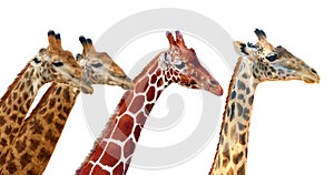 South African giraffe G. c. giraffa and reticulated giraffe G. c. reticulata and Thornicroft`s giraffe G. c. thornicrofti,