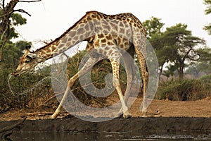 South African Giraffe, giraffa camelopardalis giraffa, Adult drinking at Water Hole, Near Chobe River, Botswana