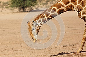 The south african giraffe Giraffa camelopardalis giraffa in the midlle of the dried river. Big male drinking from waterhole