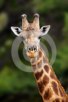 The south african giraffe ,Giraffa camelopardalis giraffa, portrait of a male with battered antlers as a result of a fight.