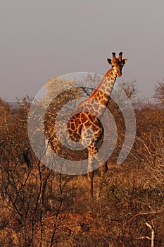 The south african giraffe Giraffa camelopardalis giraffa is standing in the savanna full of bush in beautiful morning sunrise