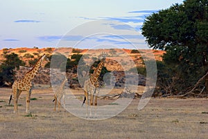 The south african giraffe Giraffa camelopardalis giraffa in the midlle of the dried river. A  herd of giraffes in the desert