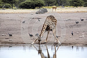 South African giraffe, Giraffa giraffa giraffa, drinking in waterhole, Etosha National Park, Namibia