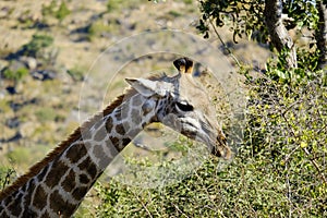 South African Giraffe headshot grazing near the top of the trees