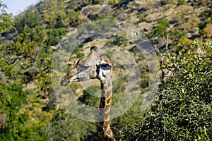 South African Giraffe headshot near the top of the trees