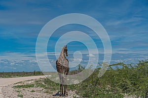 South African giraffe, Rotschild Giraffe walking along the road in the Etosha National Park, Namibia