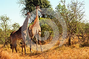 South African giraffes, Mkhaya Game Reserve, Swaziland